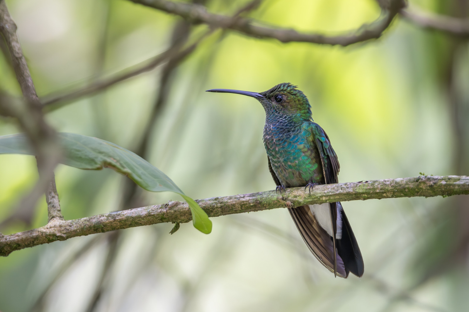 image White-vented Plumeleteer